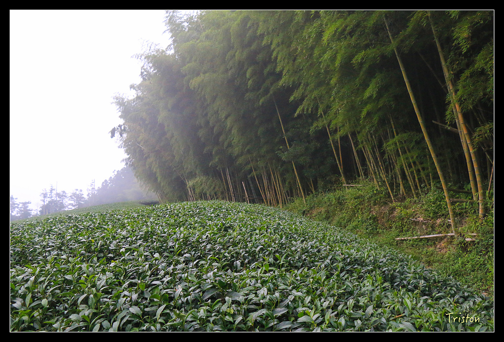 IMG_8365.jpg - 20150926 大凍山切霹靂山 抵龍雲山莊