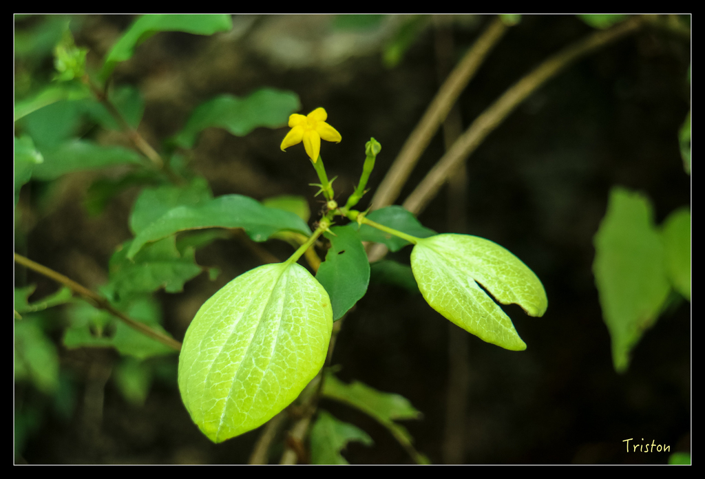IMG_0702.jpg - 20151115 獨立山步道
