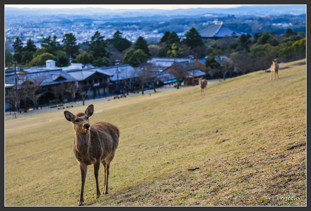 IMG_4175.jpg - 20160323 日本熊野古道健行