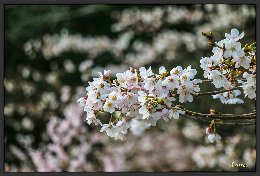 IMG_4952.jpg - 20160323 日本熊野古道健行