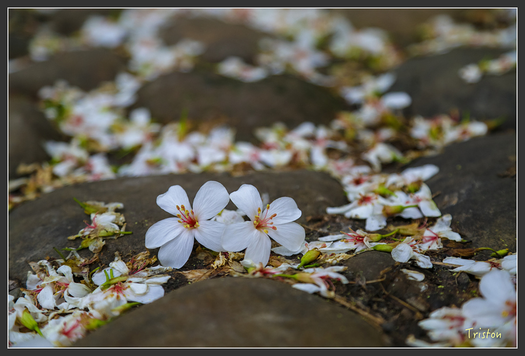 JH1A8836.jpg - 20160426 銅鑼天空步道、天空之城、荷苞山