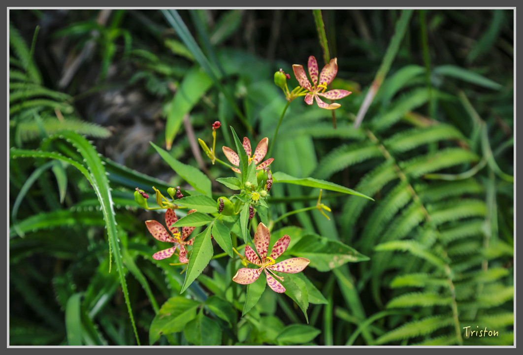 103 JH1A9839.jpg - 20160801 父子親子遊東北角