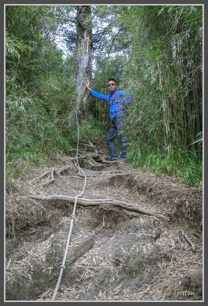 JH1A0194.jpg - 20160806 小奇萊步道、清境國小