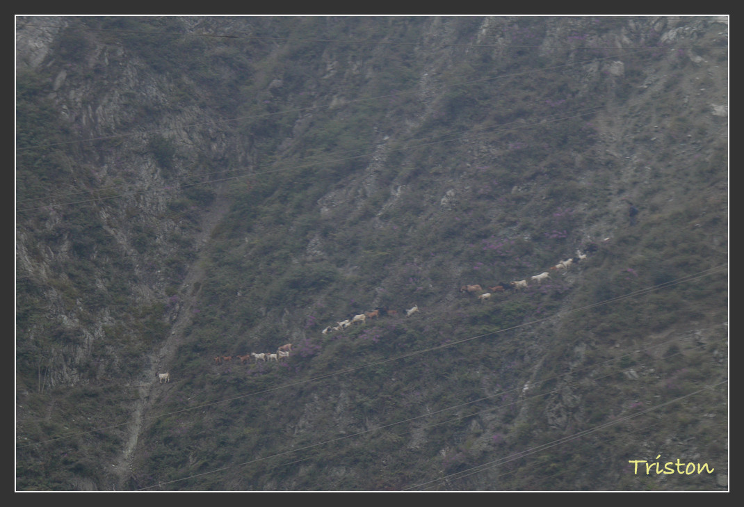 _MG_0220.jpg - 20161013 稻城亞丁