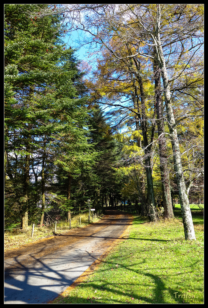 DSC00284.jpg - 20151031 秋天的童話-貴婦東京輕井澤紀行