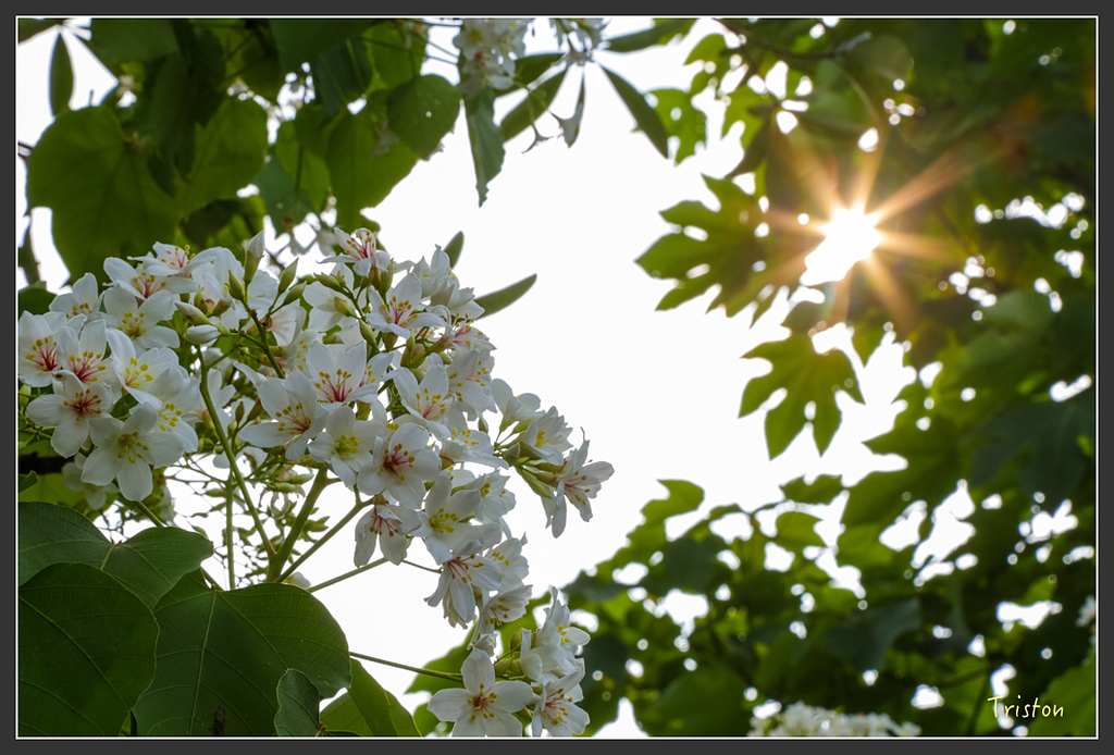 JH1A8839.jpg - 20160426 銅鑼天空步道、天空之城、荷苞山