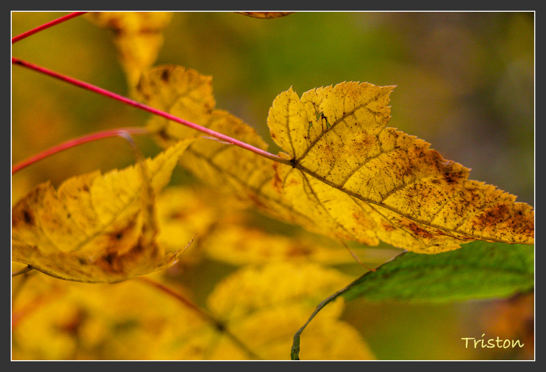 _MG_2713.jpg - 20161013 稻城亞丁