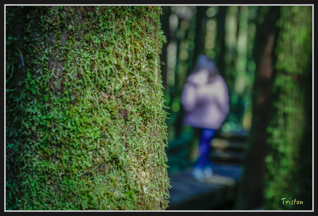 00211.jpg - 20161231 明池 神木園