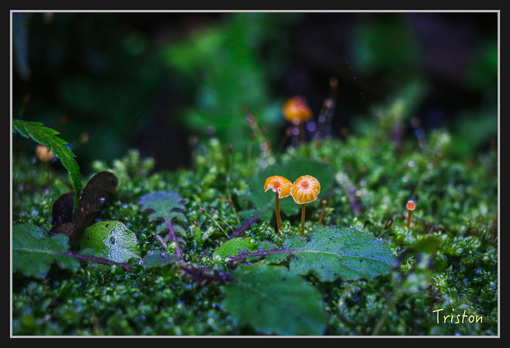 2017-02-27 10.03.53 下午 _MG_0484.jpg - 20170225 玉里瓦拉米