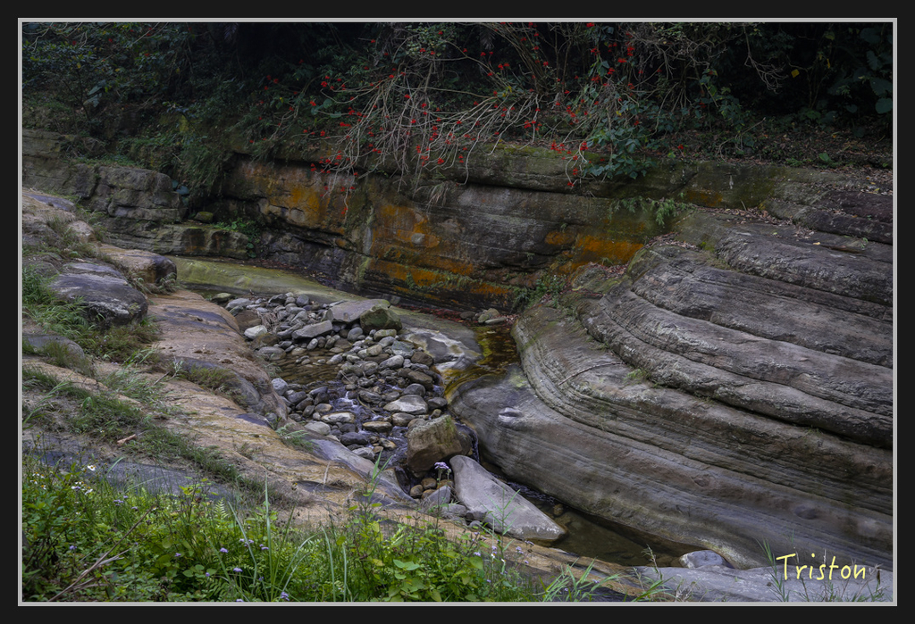 _H1A2454.jpg - 20170311 草嶺