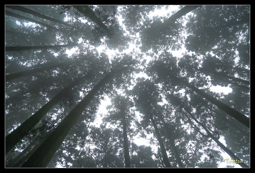 JH1A9784.jpg - 20150920 石棹,霧之道 茶之道 雲之道