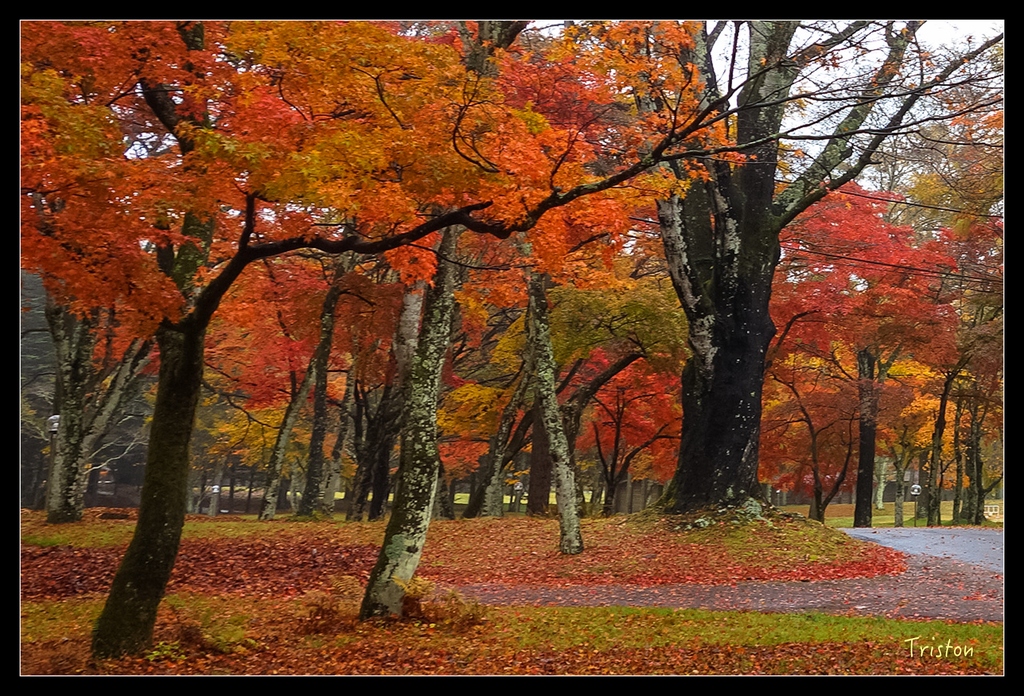 DSC00266.jpg - 20151031 秋天的童話-貴婦東京輕井澤紀行