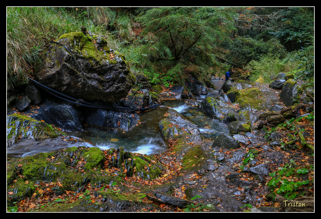JH1A1016.jpg - 20151205 合歡溪步道、108K楓之谷