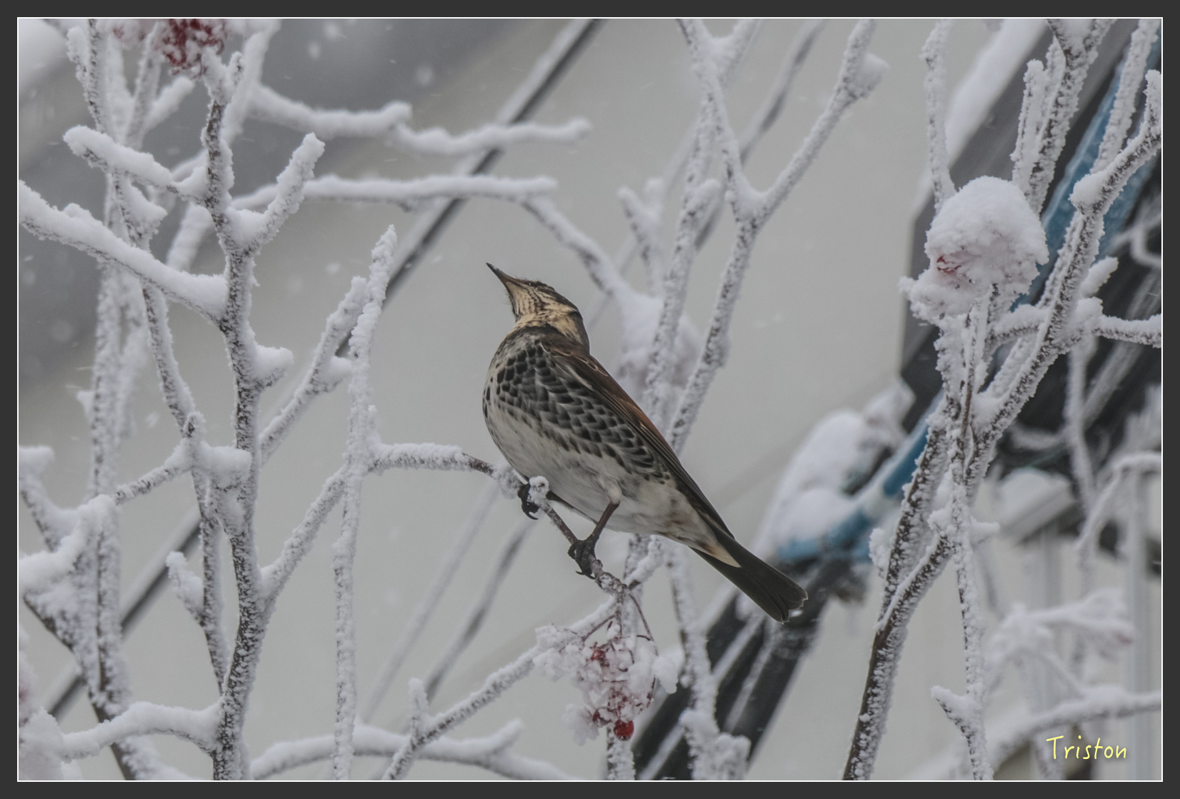 2016ZAO-01313.jpg - 20160131 日本藏王溫泉滑雪親子行