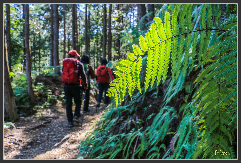 IMG_5042.jpg - 20160323 日本熊野古道健行