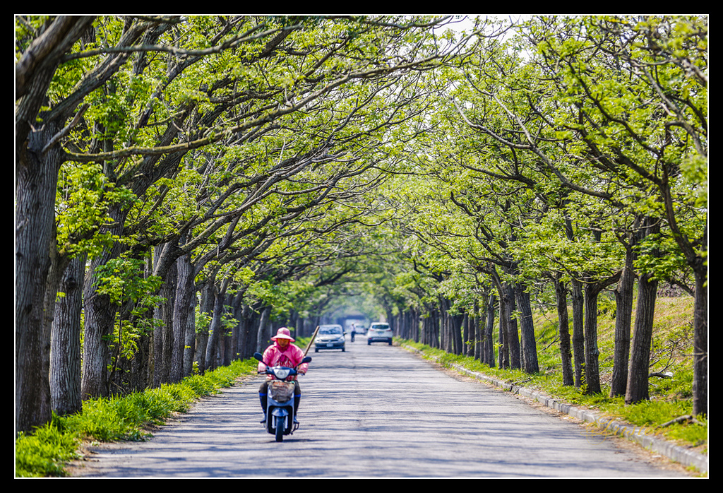 _H1A3020.jpg - 20170328 嘉義苦楝花隧道