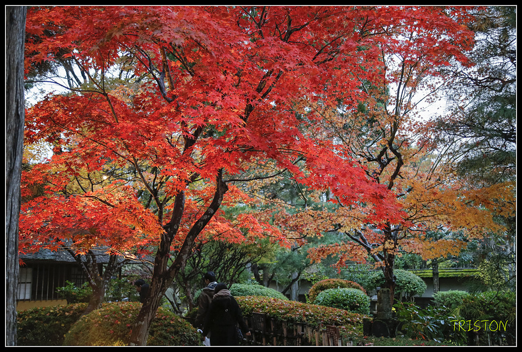 _H1A0948.jpg - 20171103 日本只見線、會津若松五色沼、昭和記念公園賞紅葉