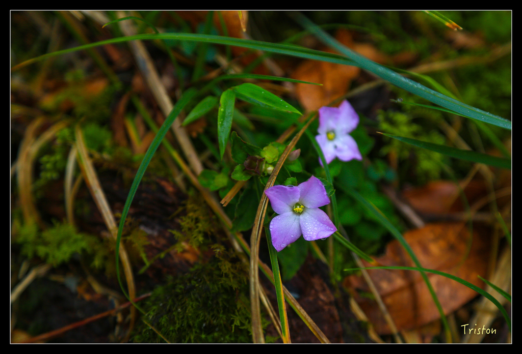 JH1A0160.jpg - 20151024~25 幾米公園、翠峰湖、翠峰山屋、望洋山步道、山毛櫸步道