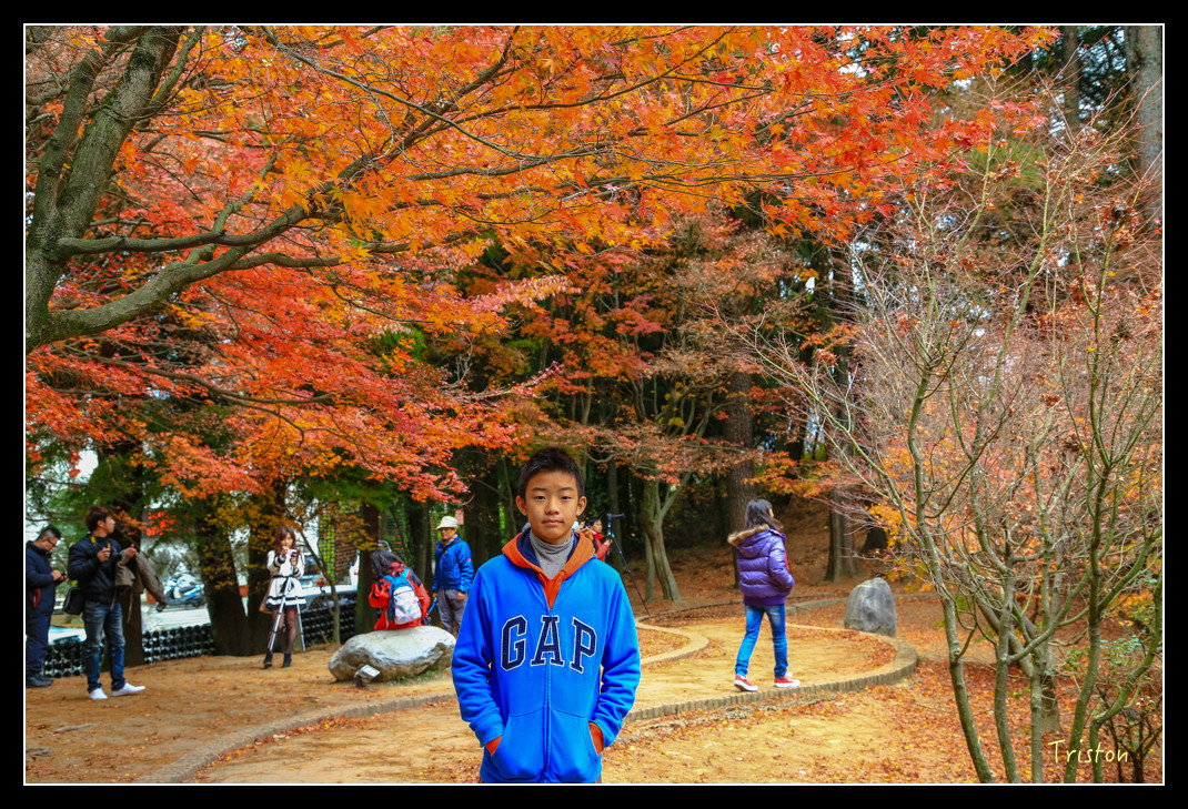 JH1A0931.jpg - 20151205 合歡溪步道、108K楓之谷