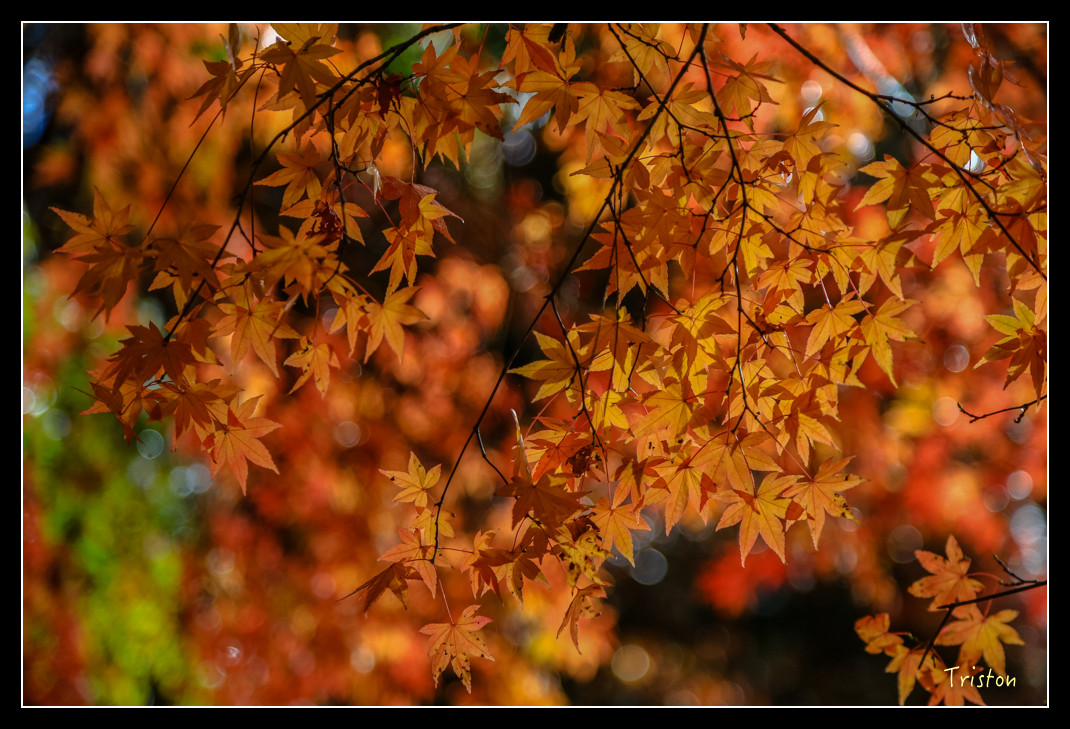 JH1A0984.jpg - 20151205 合歡溪步道、108K楓之谷