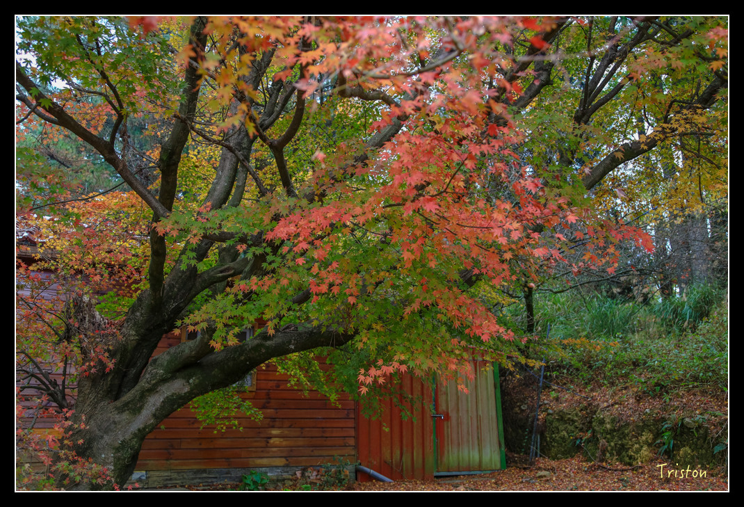 JH1A0958.jpg - 20151205 合歡溪步道、108K楓之谷
