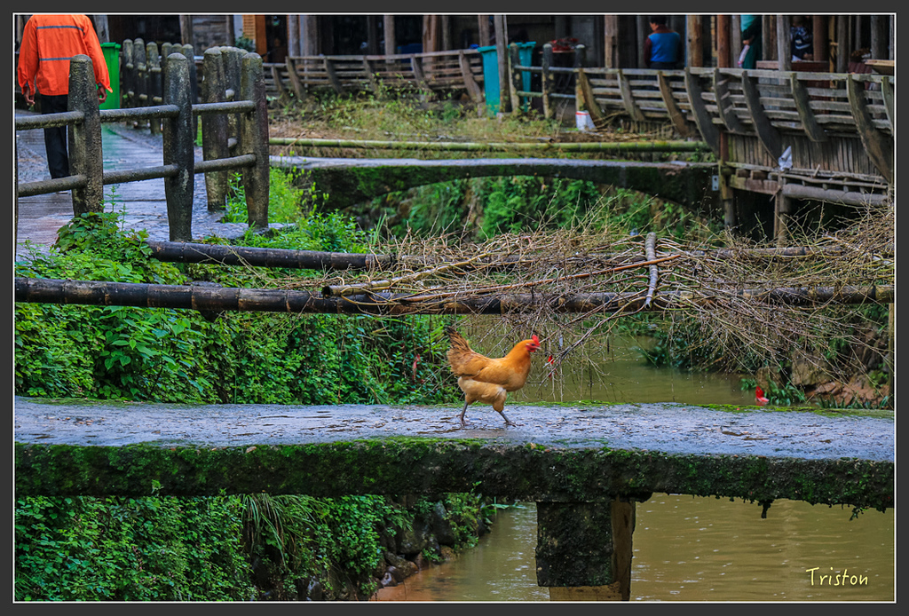 IMG_6693.jpg - 20160409 武夷山之旅