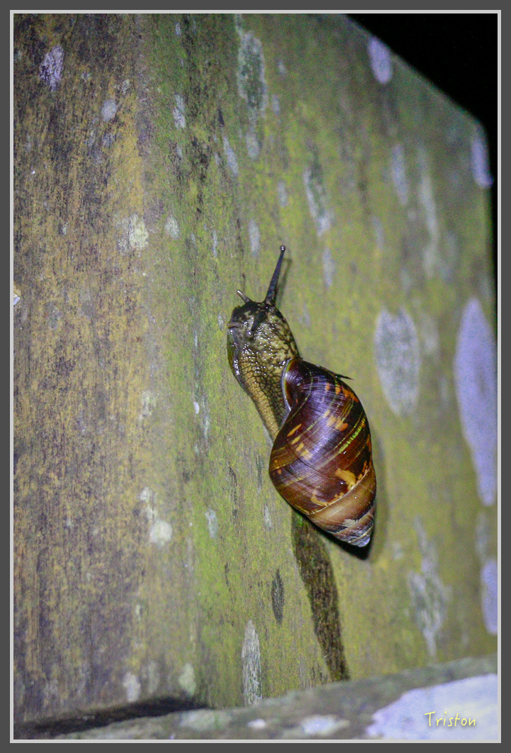 _MG_9237.jpg - 20160717 峰老師夜觀