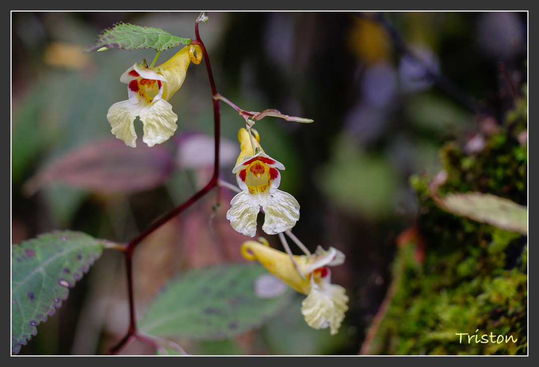 _MG_2703.jpg - 20161013 稻城亞丁