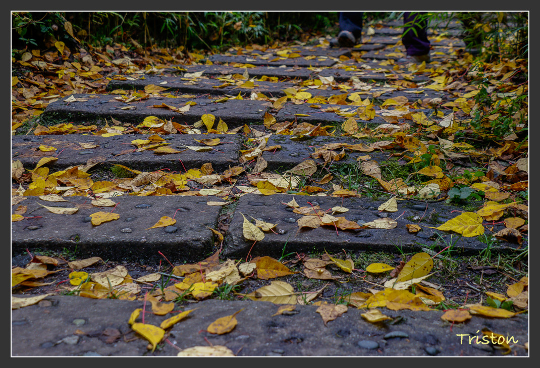 _MG_2711.jpg - 20161013 稻城亞丁