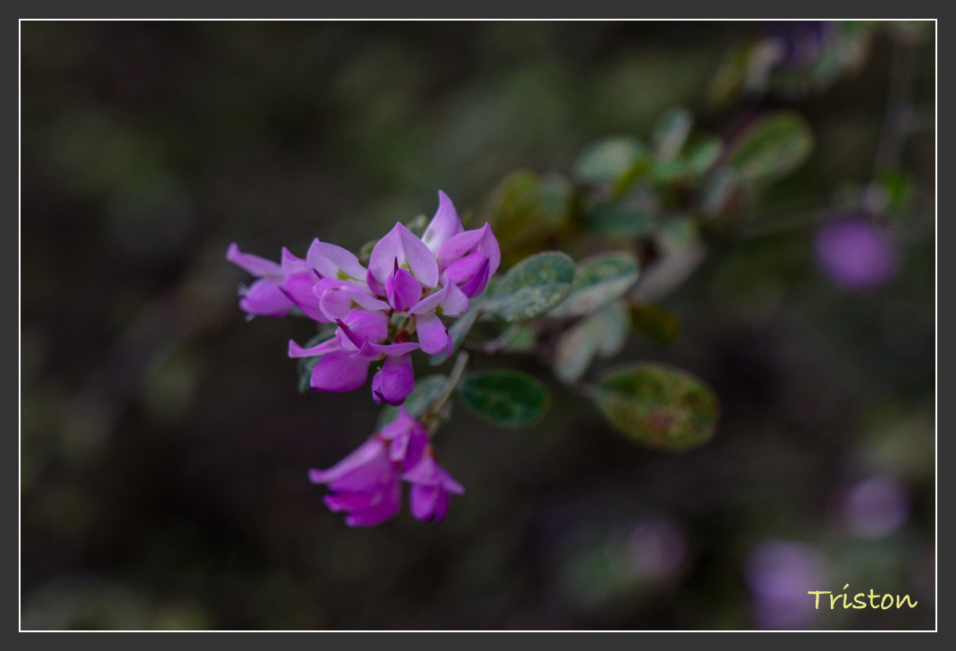 _MG_1111.jpg - 20161013 稻城亞丁