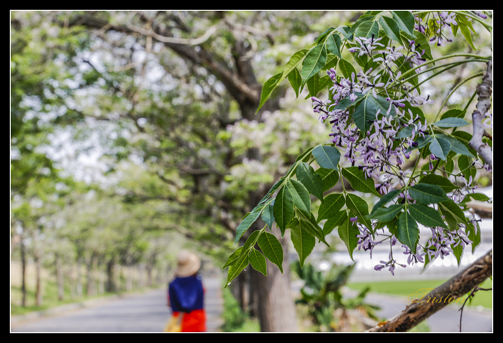 _H1A3024.jpg - 20170328 嘉義苦楝花隧道