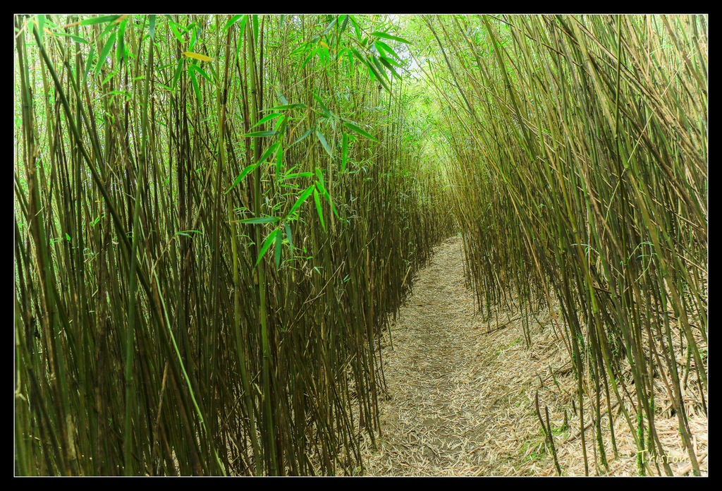 IMG_8653.jpg - 20151017 郡大林道、望鄉山、郡大山