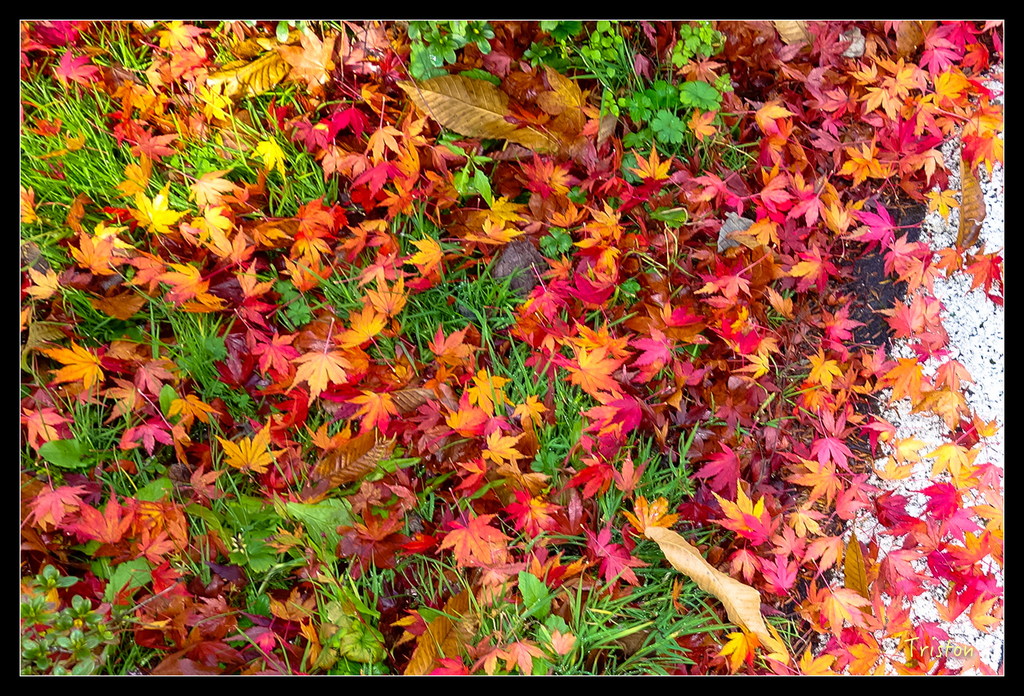 DSC00278.jpg - 20151031 秋天的童話-貴婦東京輕井澤紀行