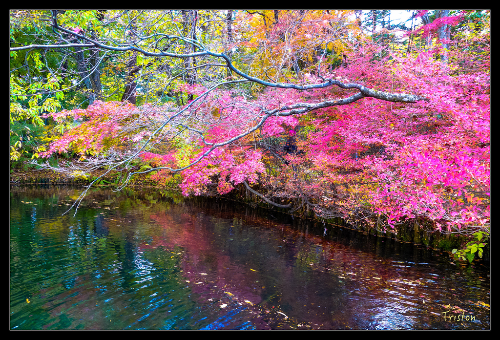 DSC00395.jpg - 20151031 秋天的童話-貴婦東京輕井澤紀行