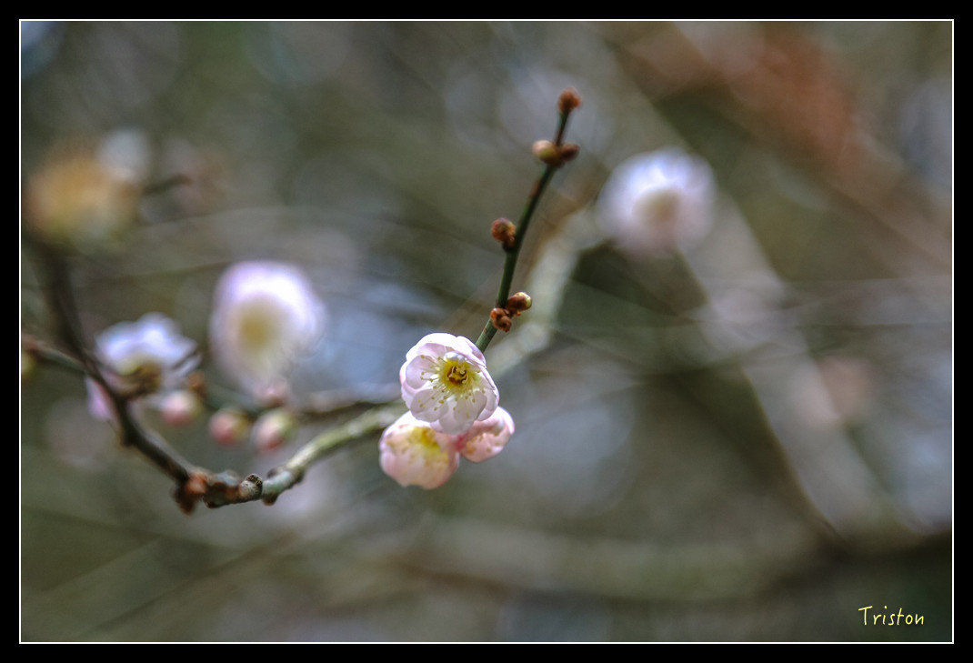 JH1A0933.jpg - 20151205 合歡溪步道、108K楓之谷