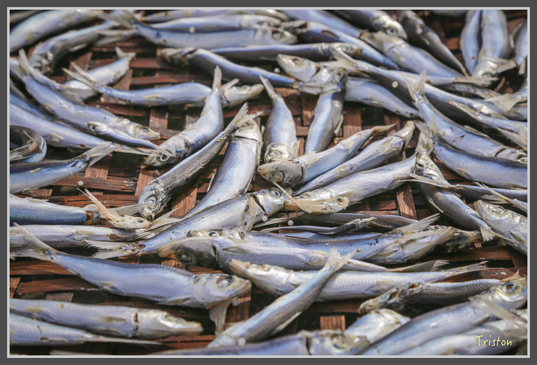 JH1A1117.jpg - 20160701 澎湖