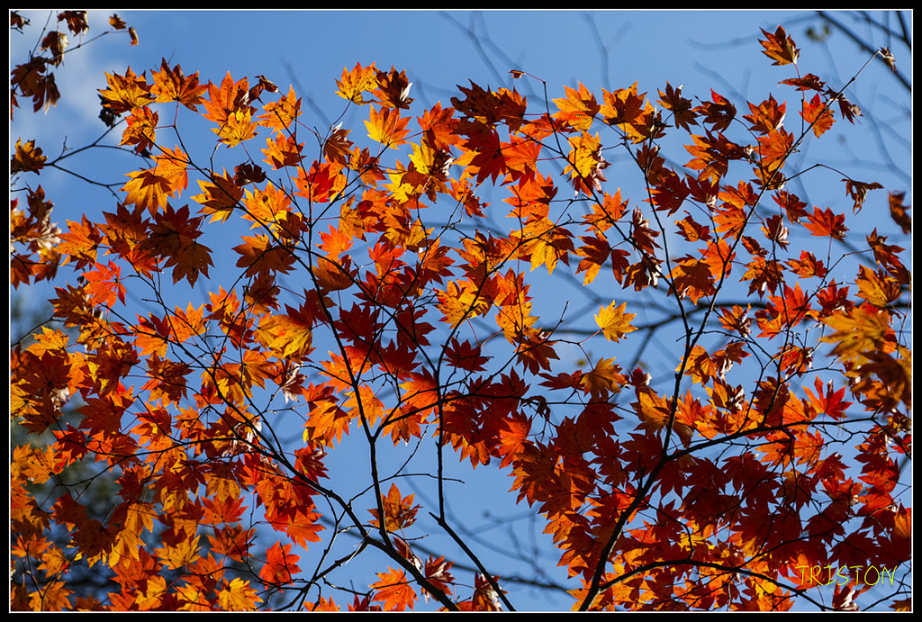 _H1A1303.jpg - 20171103 日本只見線、會津若松五色沼、昭和記念公園賞紅葉