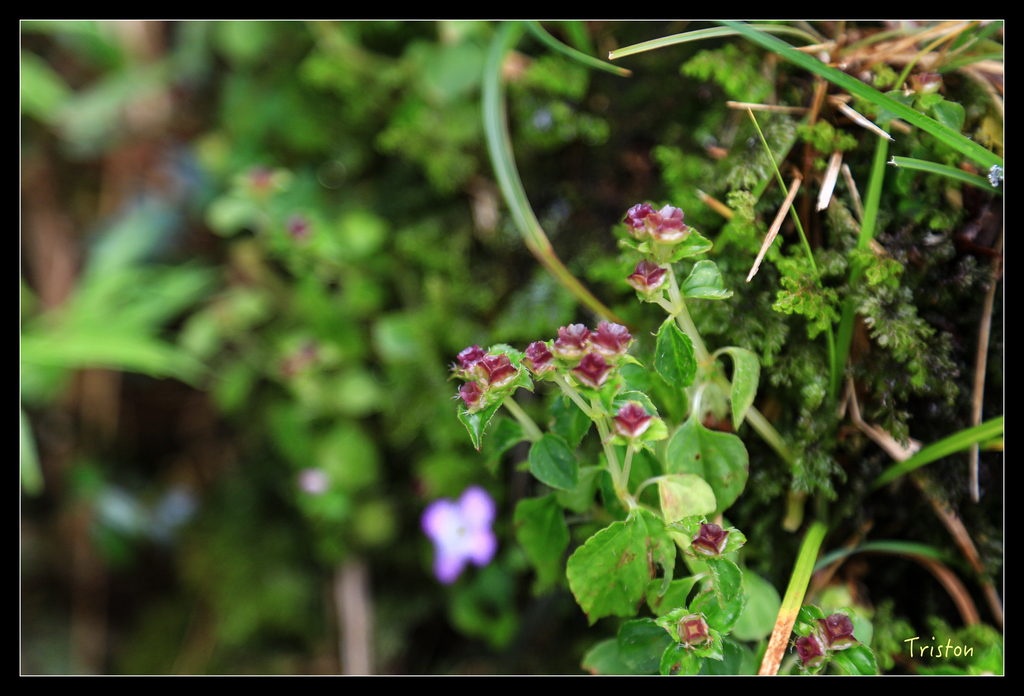JH1A0162.jpg - 20151024~25 幾米公園、翠峰湖、翠峰山屋、望洋山步道、山毛櫸步道