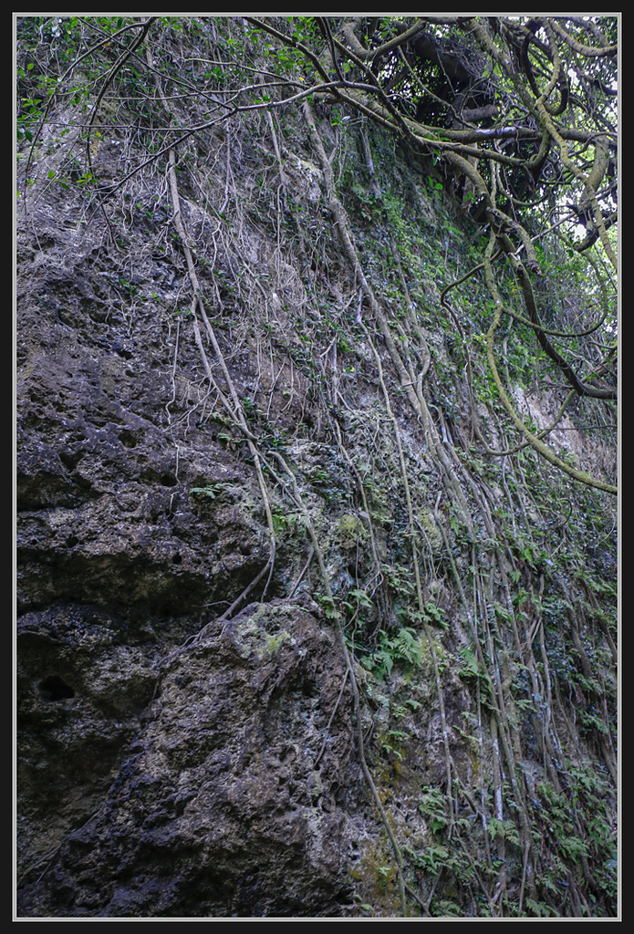 _MG_0051.jpg - 20170205 柴山盤榕雅座路線