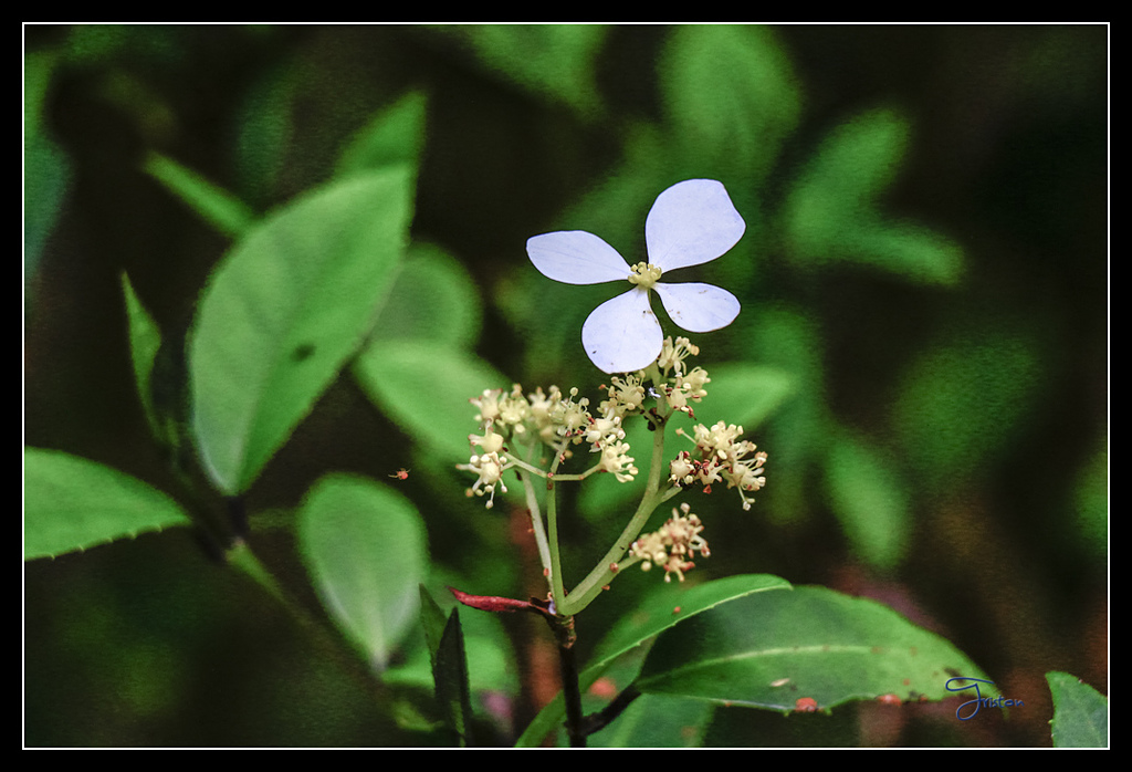 _MG_0040.jpg - 20170429 關仔嶺雞籠山