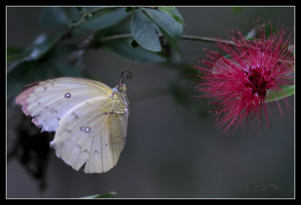 _MG_0366.jpg - 20170618 新化後山昆蟲微距