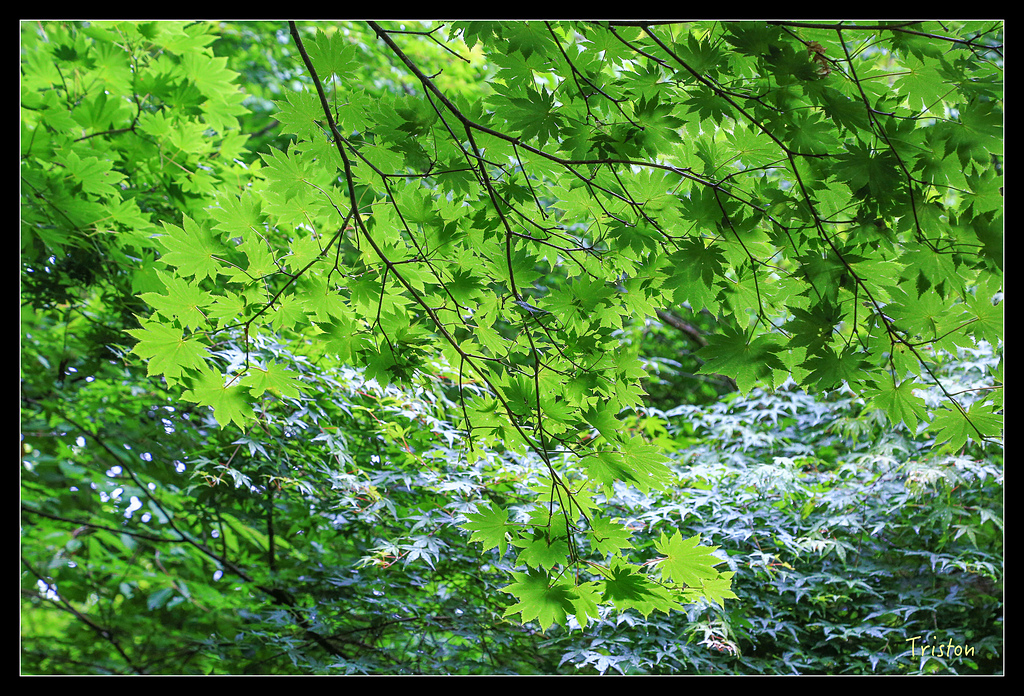 JH1A0165.jpg - 20150628 東京輕井澤日光