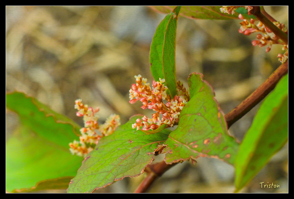 IMG_8785.jpg - 20151017 郡大林道、望鄉山、郡大山