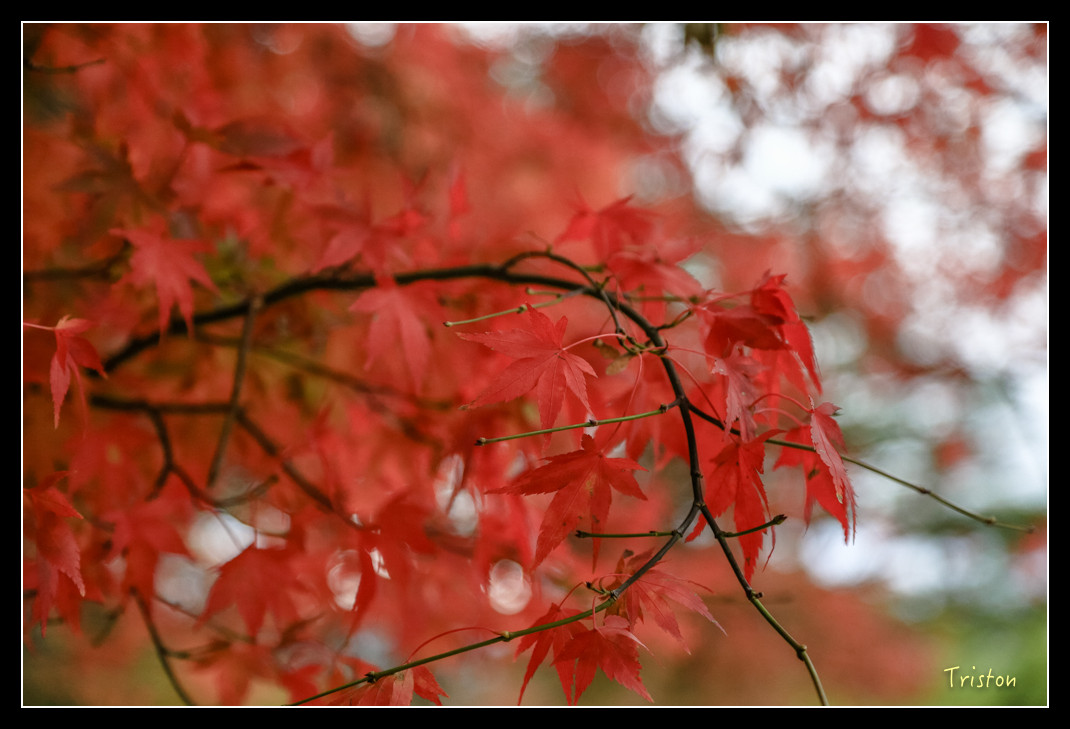 JH1A0936.jpg - 20151205 合歡溪步道、108K楓之谷