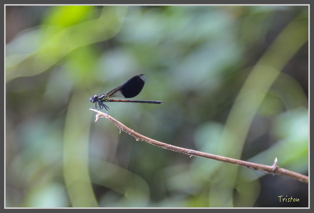 JH1A1873.jpg - 20160725 大津瀑布