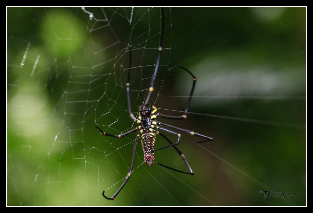 _MG_0390.jpg - 20170618 新化後山昆蟲微距