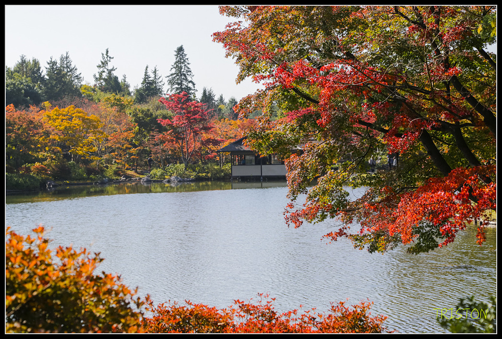 _H1A1743.jpg - 20171103 日本只見線、會津若松五色沼、昭和記念公園賞紅葉
