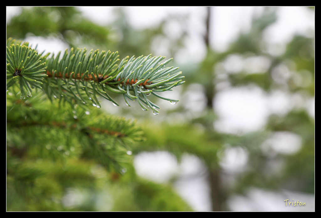 JH1A9527.jpg - 20150628 東京輕井澤日光