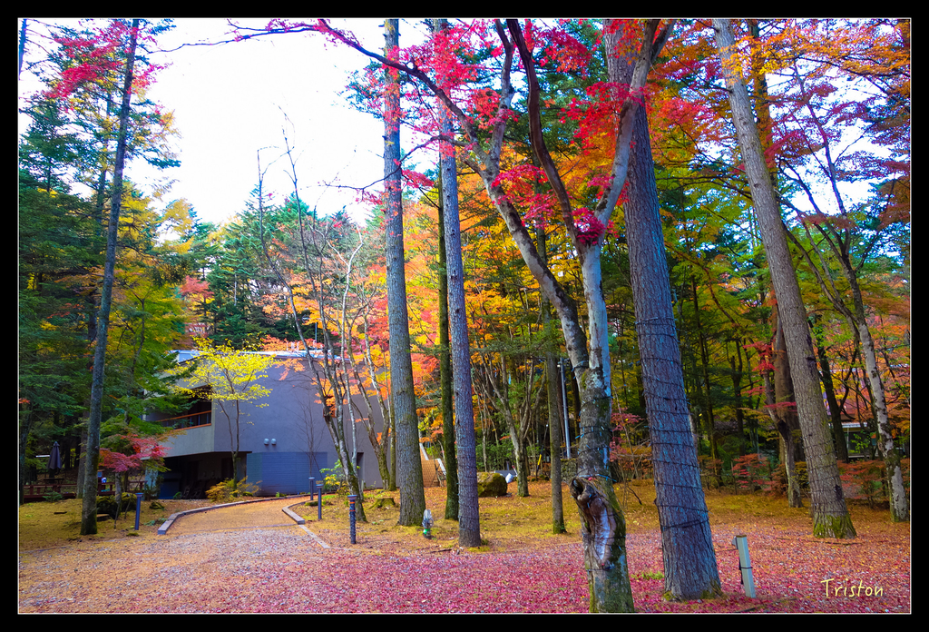 DSC00401.jpg - 20151031 秋天的童話-貴婦東京輕井澤紀行