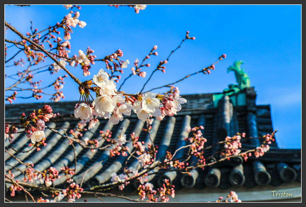 IMG_6012.jpg - 20160323 日本熊野古道健行